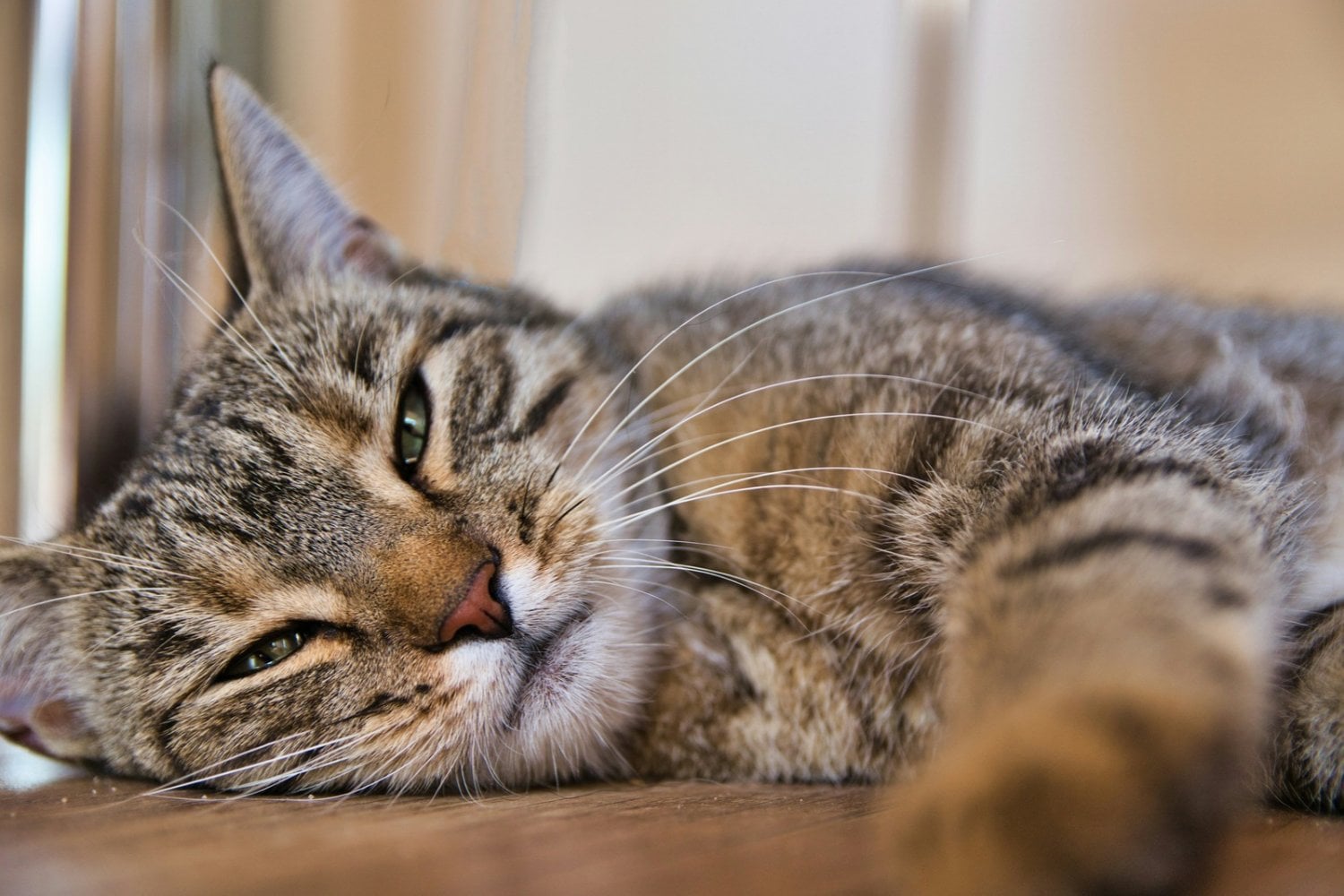 Si tu gato te mira y parpadea lentamente, la ciencia tiene una explicación: podría estar intentando comunicarse contigo