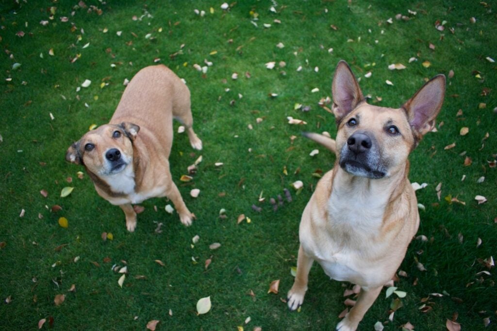 Los perros entienden el habla humana de una forma mucho más parecida a nosotros de lo que se pensaba, según un nuevo estudio