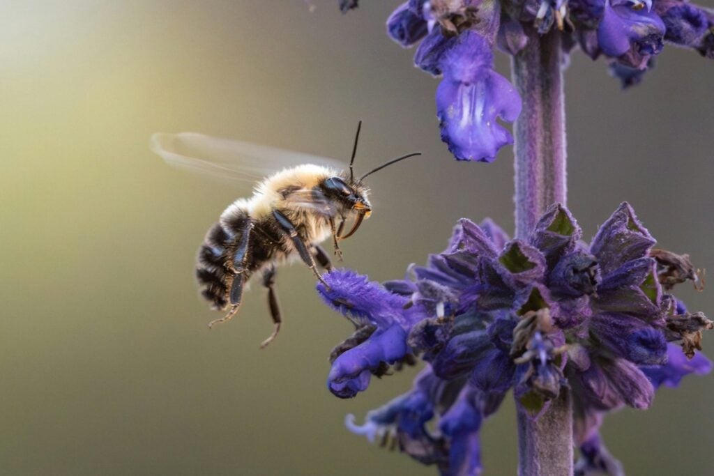 Las abejas están desapareciendo de Europa: un estudio de 100 años revela una preocupante crisis ambiental