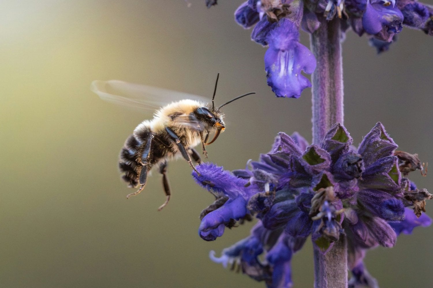 Las abejas están desapareciendo de Europa: un estudio de 100 años revela una preocupante crisis ambiental