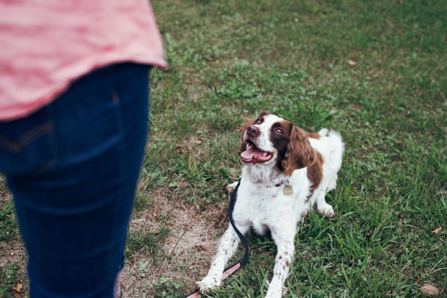 Los perros entienden el habla humana de una forma mucho más parecida a nosotros de lo que se pensaba, según un nuevo estudio