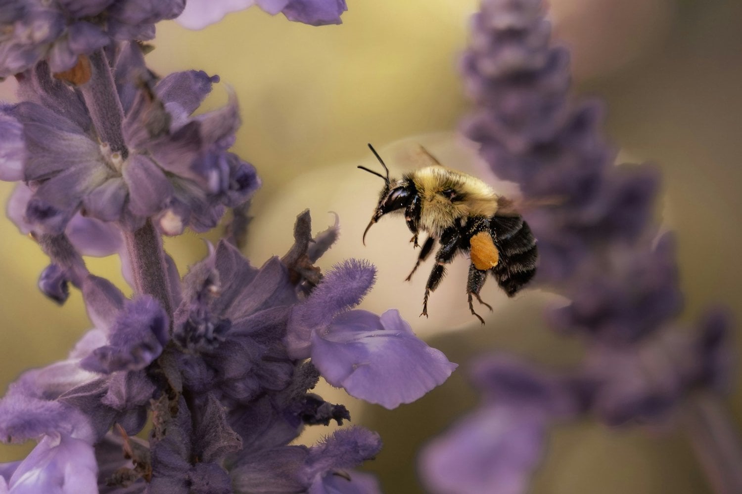 Las abejas están desapareciendo de Europa: un estudio de 100 años revela una preocupante crisis ambiental