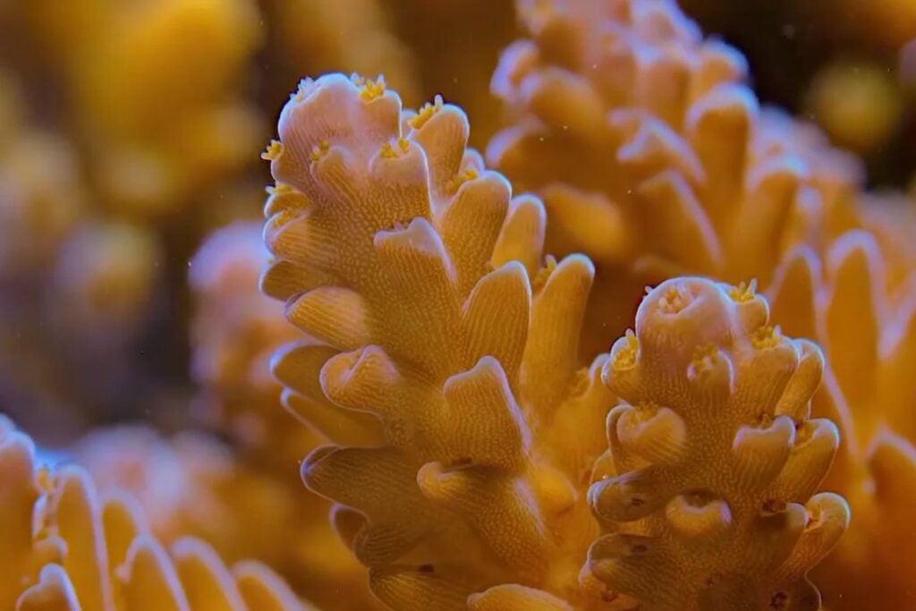 Descubren un misterioso coral amarillo a 500 metros bajo el mar: es tan extraño que los científicos tuvieron que crear una nueva familia