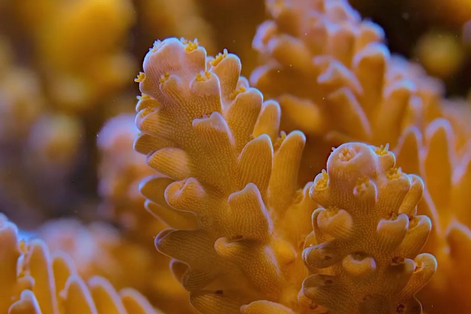 Descubren un misterioso coral amarillo a 500 metros bajo el mar: es tan extraño que los científicos tuvieron que crear una nueva familia
