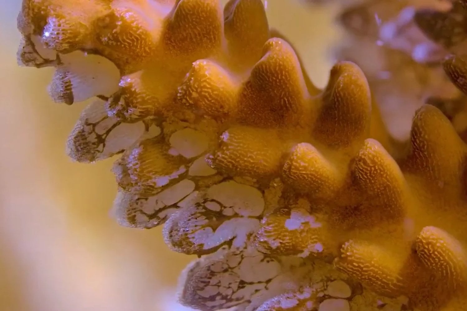 Descubren un misterioso coral amarillo a 500 metros bajo el mar: es tan extraño que los científicos tuvieron que crear una nueva familia