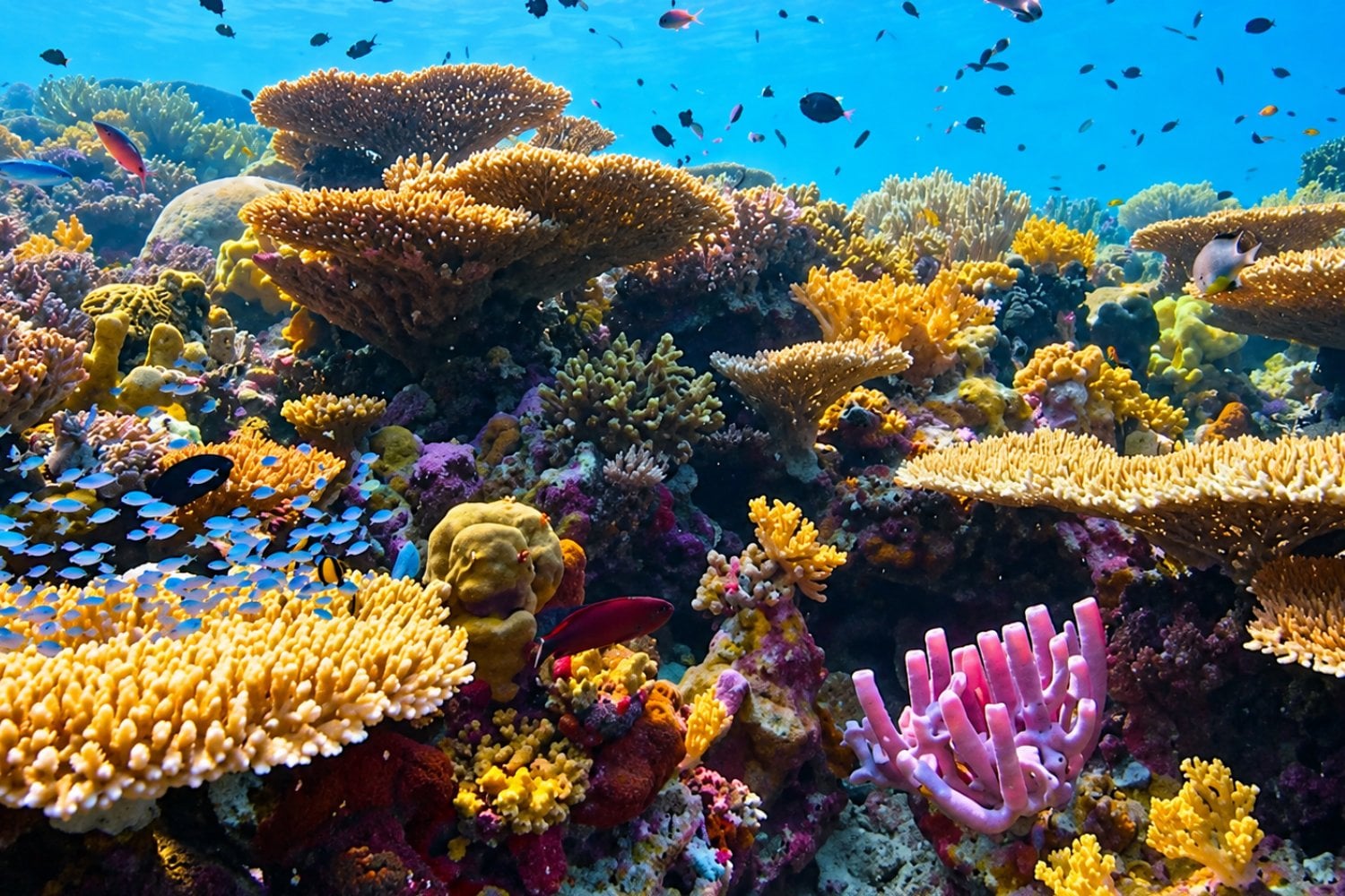 Descubren un misterioso coral amarillo a 500 metros bajo el mar: es tan extraño que los científicos tuvieron que crear una nueva familia
