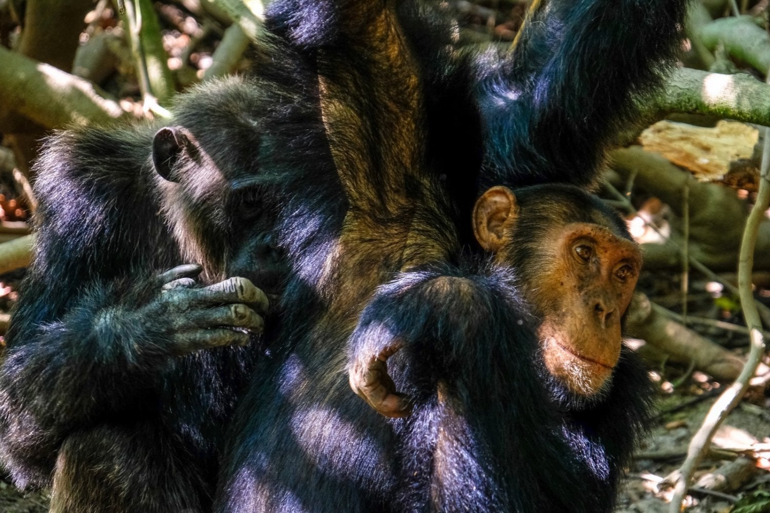 La ciencia descubre por qué algunos ecosistemas sobreviven mientras otros desaparecen: la clave está en algo que muchos programas de conservación ignoran