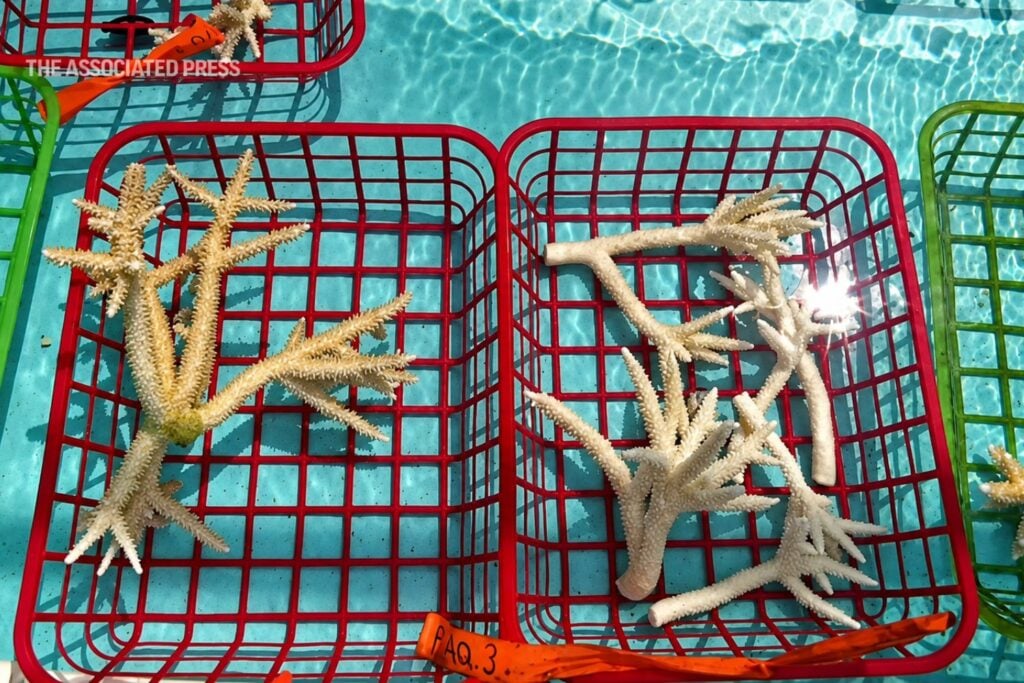 Los corales se están blanqueando por el calor extremo: unos “paraguas submarinos” podrían ayudar a protegerlos