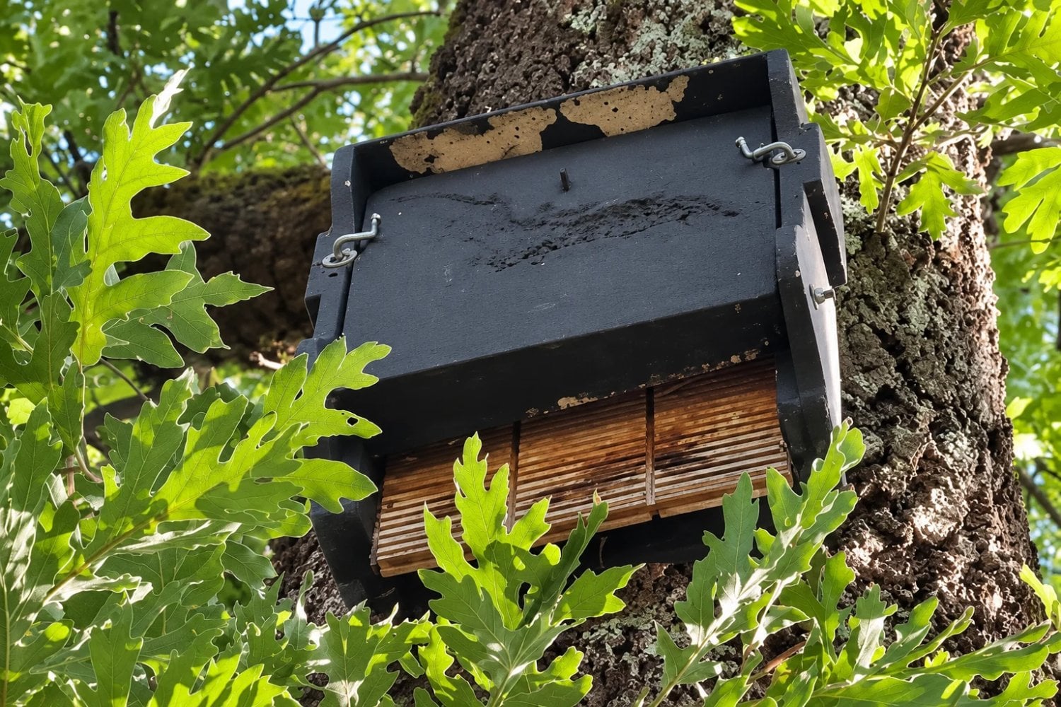 Galicia encontró un aliado inesperado para proteger sus bosques: los murciélagos podrían convertirse en la solución natural contra las plagas forestales)