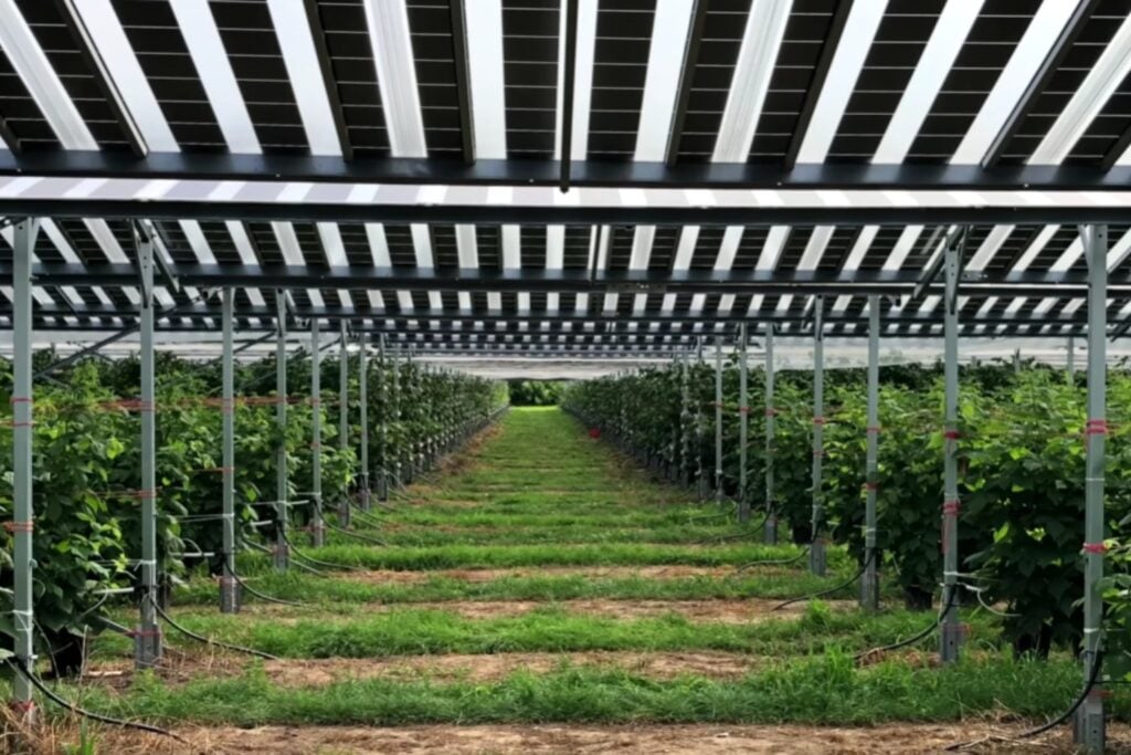 Suecia está cultivando brócoli bajo paneles solares rosas y los resultados podrían cambiar la forma en que producimos alimentos y electricidad