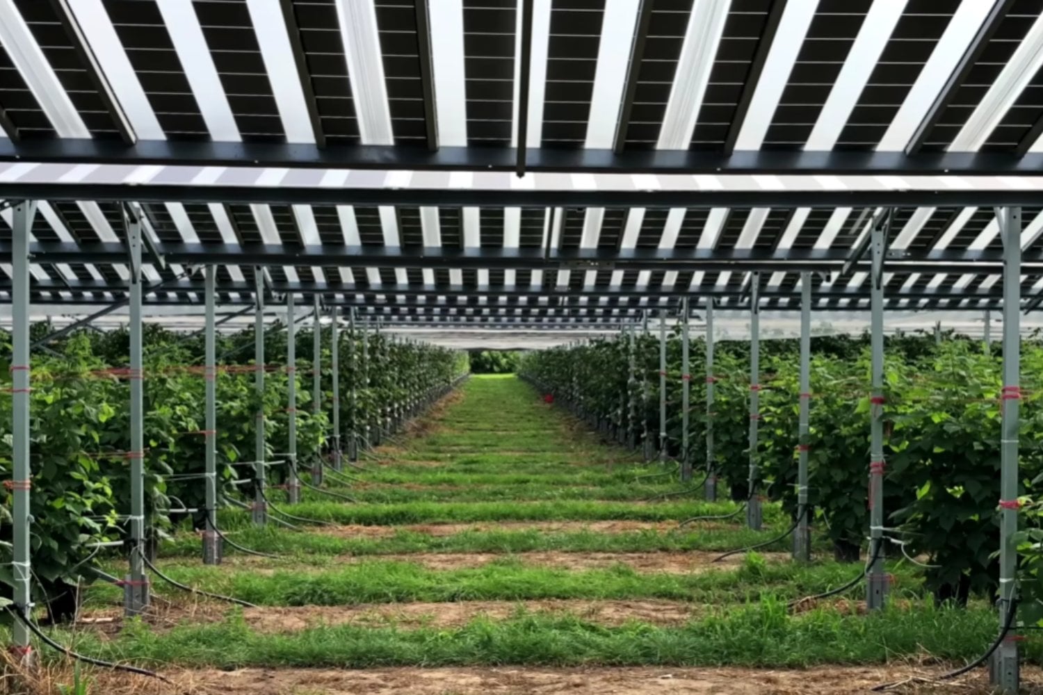 Suecia está cultivando brócoli bajo paneles solares rosas y los resultados podrían cambiar la forma en que producimos alimentos y electricidad