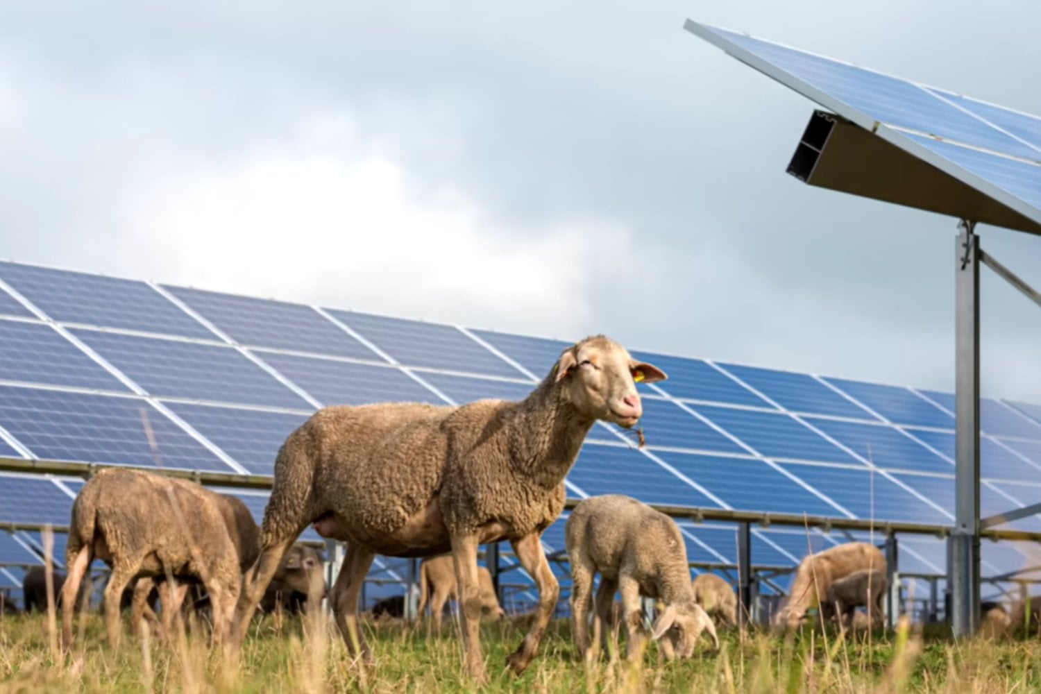Suecia está cultivando brócoli bajo paneles solares rosas y los resultados podrían cambiar la forma en que producimos alimentos y electricidad