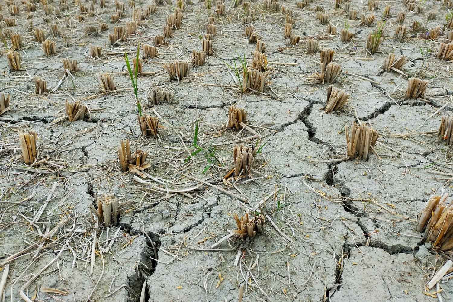 El océano tiene memoria y los científicos lanzan una advertencia: los efectos de El Niño podrían prolongarse durante siglos