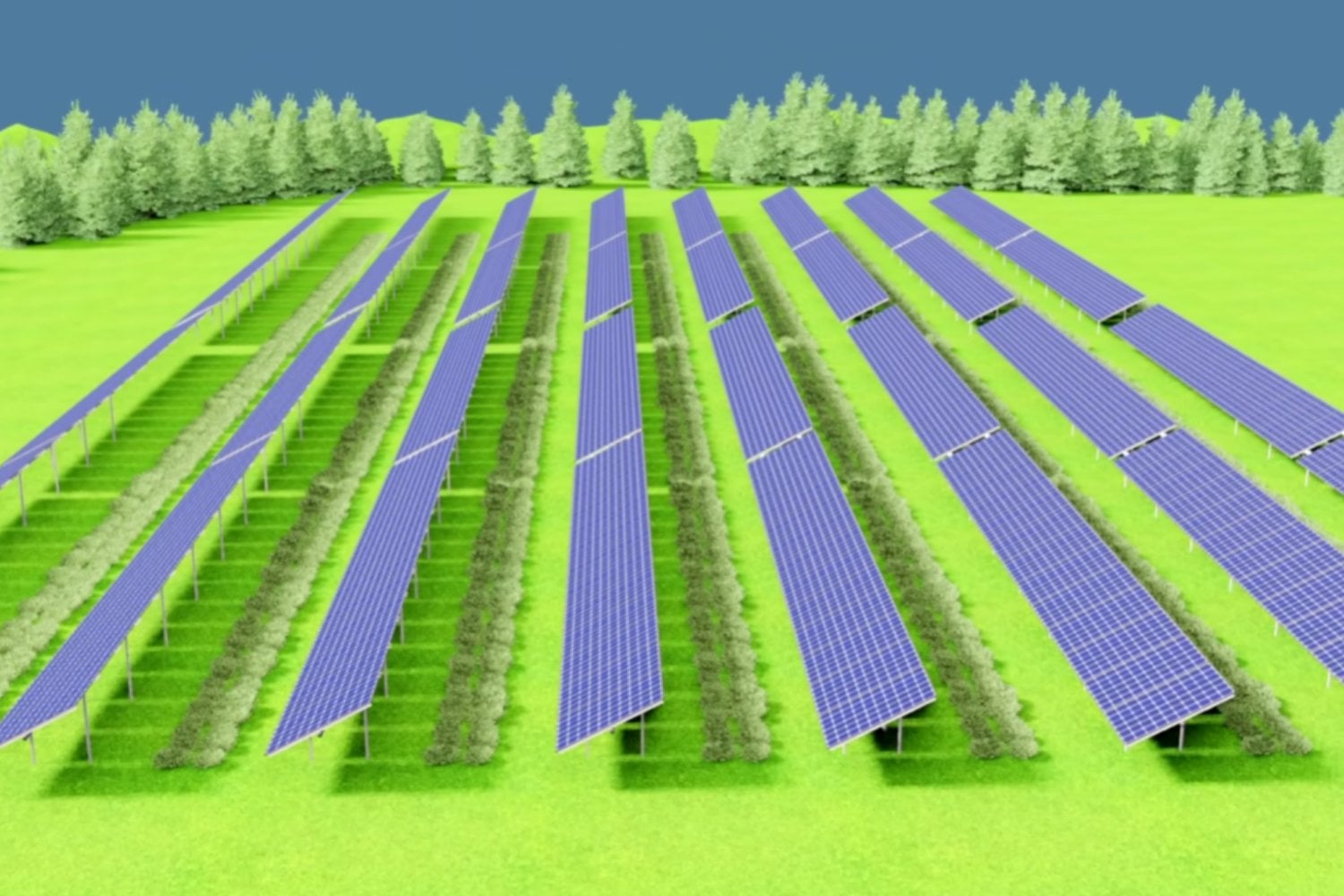 Suecia está cultivando brócoli bajo paneles solares rosas y los resultados podrían cambiar la forma en que producimos alimentos y electricidad