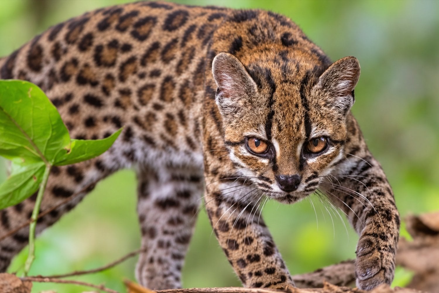 Descubren una nueva especie de gato por primera vez en más de 100 años: vive en Bolivia, pesa apenas 1,4 kilos y estuvo oculta a simple vista