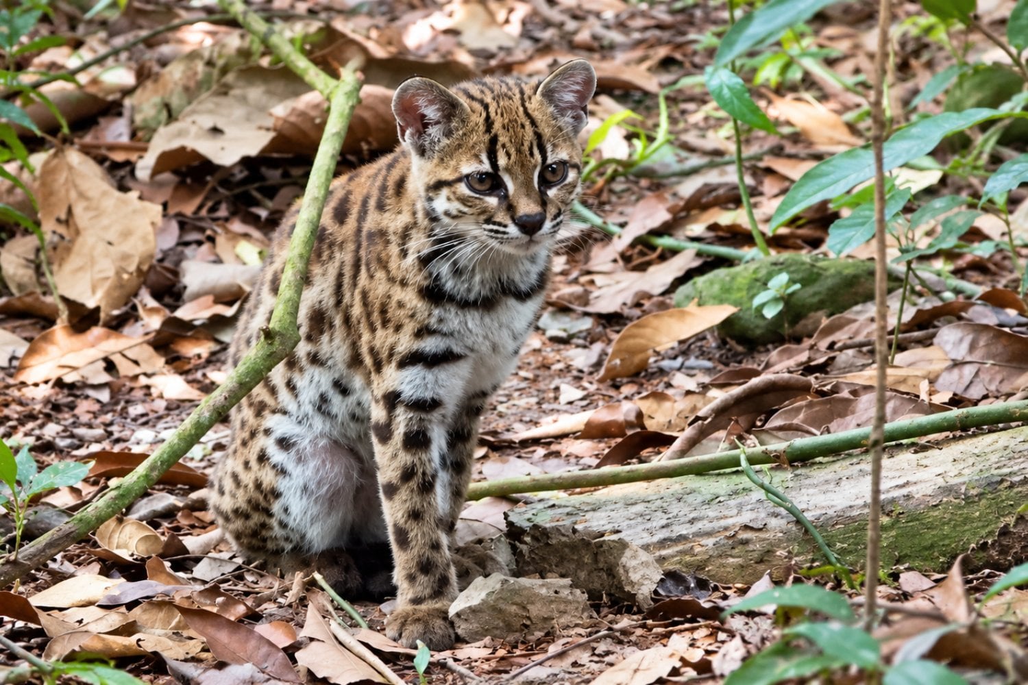 Descubren una nueva especie de gato por primera vez en más de 100 años: vive en Bolivia, pesa apenas 1,4 kilos y estuvo oculta a simple vista)