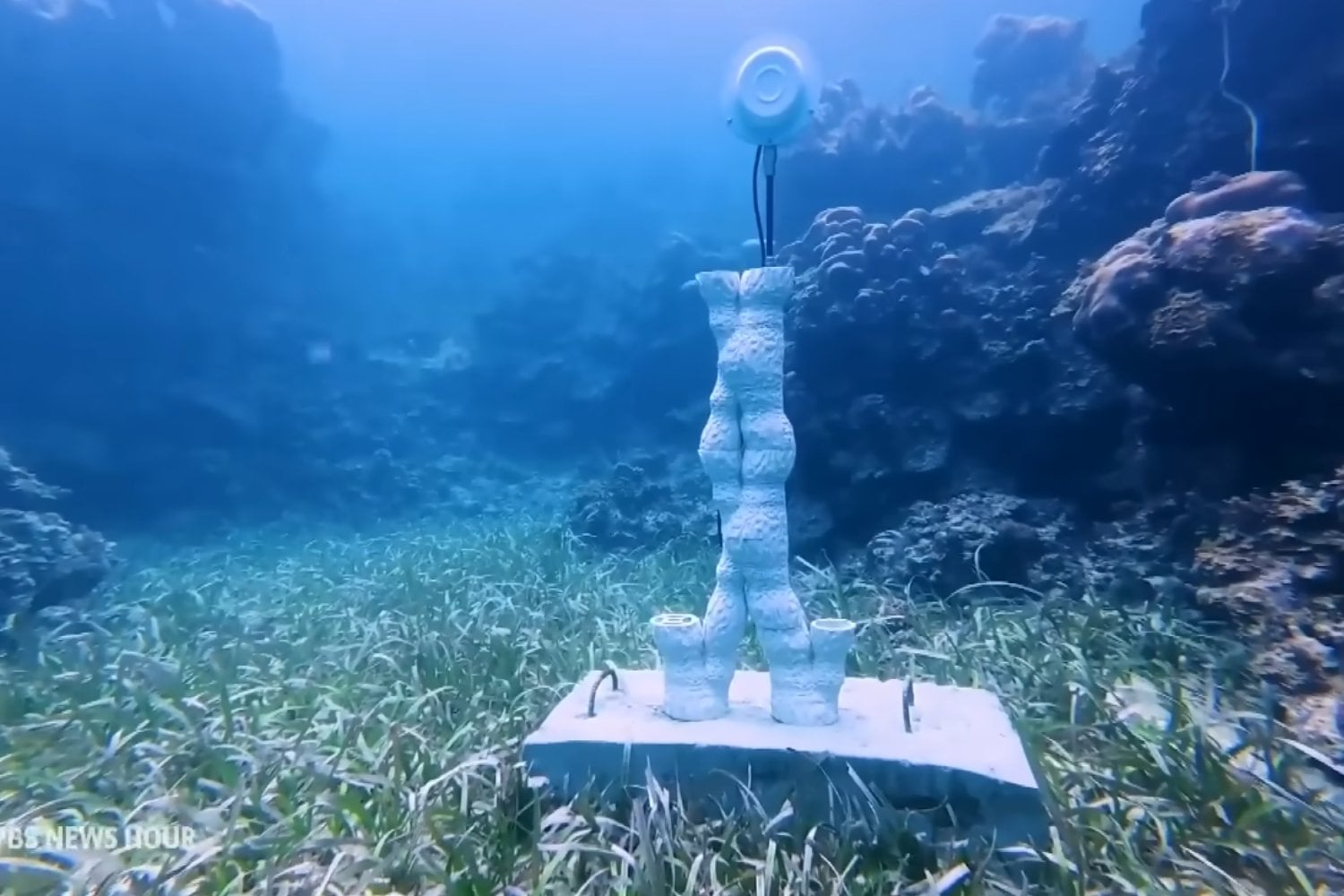 Científicos descubren que reproducir sonidos submarinos puede ayudar a recuperar arrecifes de coral y atraer hasta 14 veces más peces