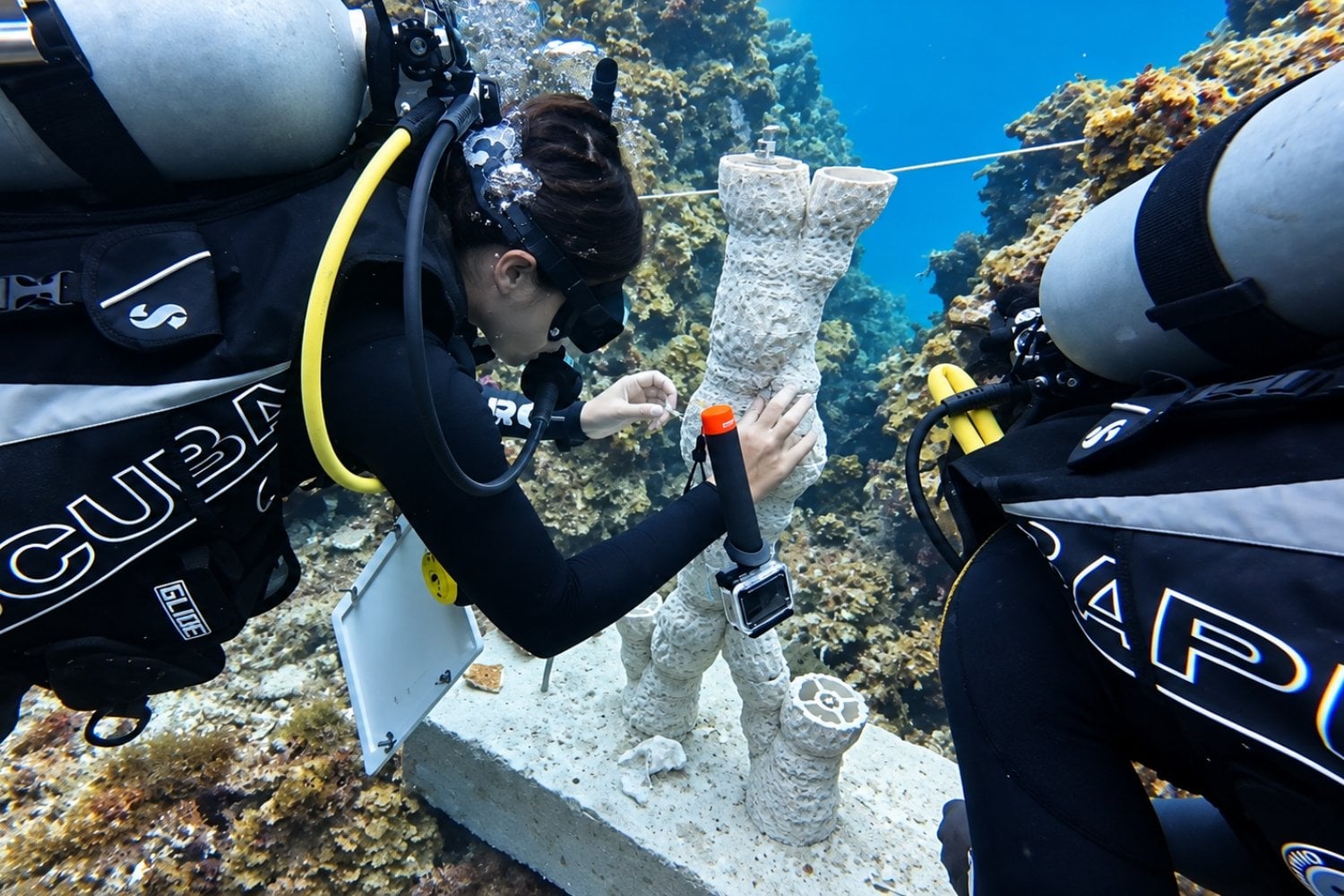 Científicos descubren que reproducir sonidos submarinos puede ayudar a recuperar arrecifes de coral y atraer hasta 14 veces más peces