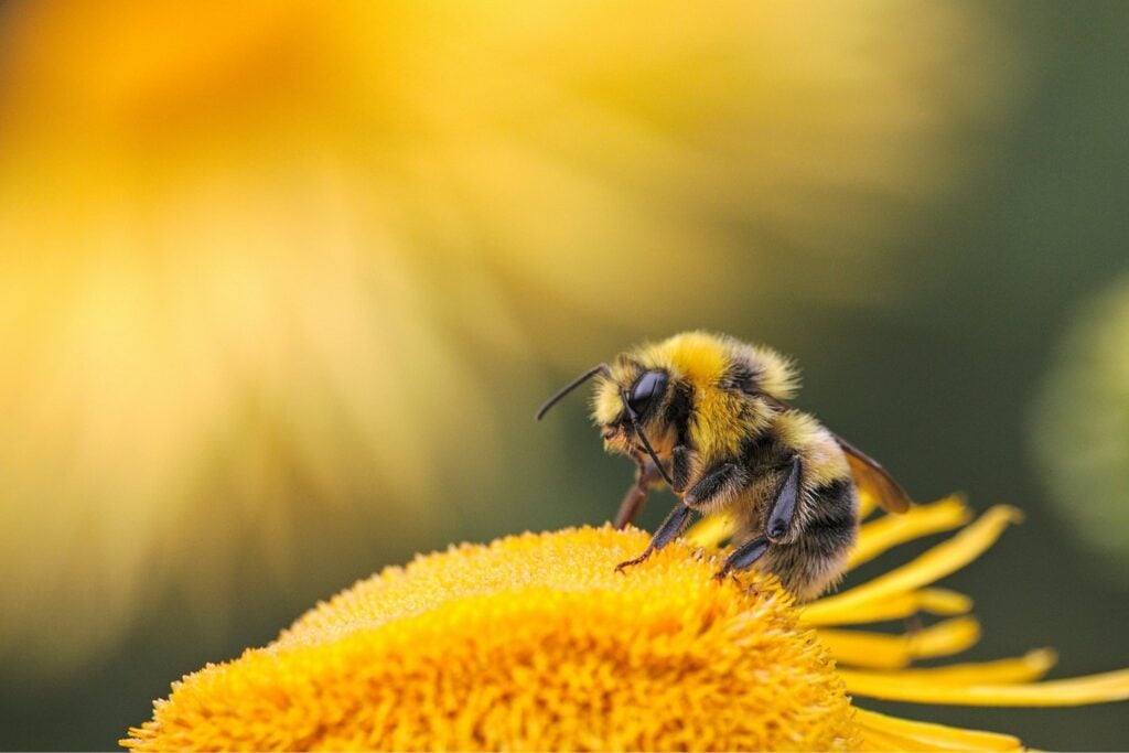 La contaminación del aire está confundiendo a las abejas: científicos descubren que altera el olor de las flores y dificulta la polinización