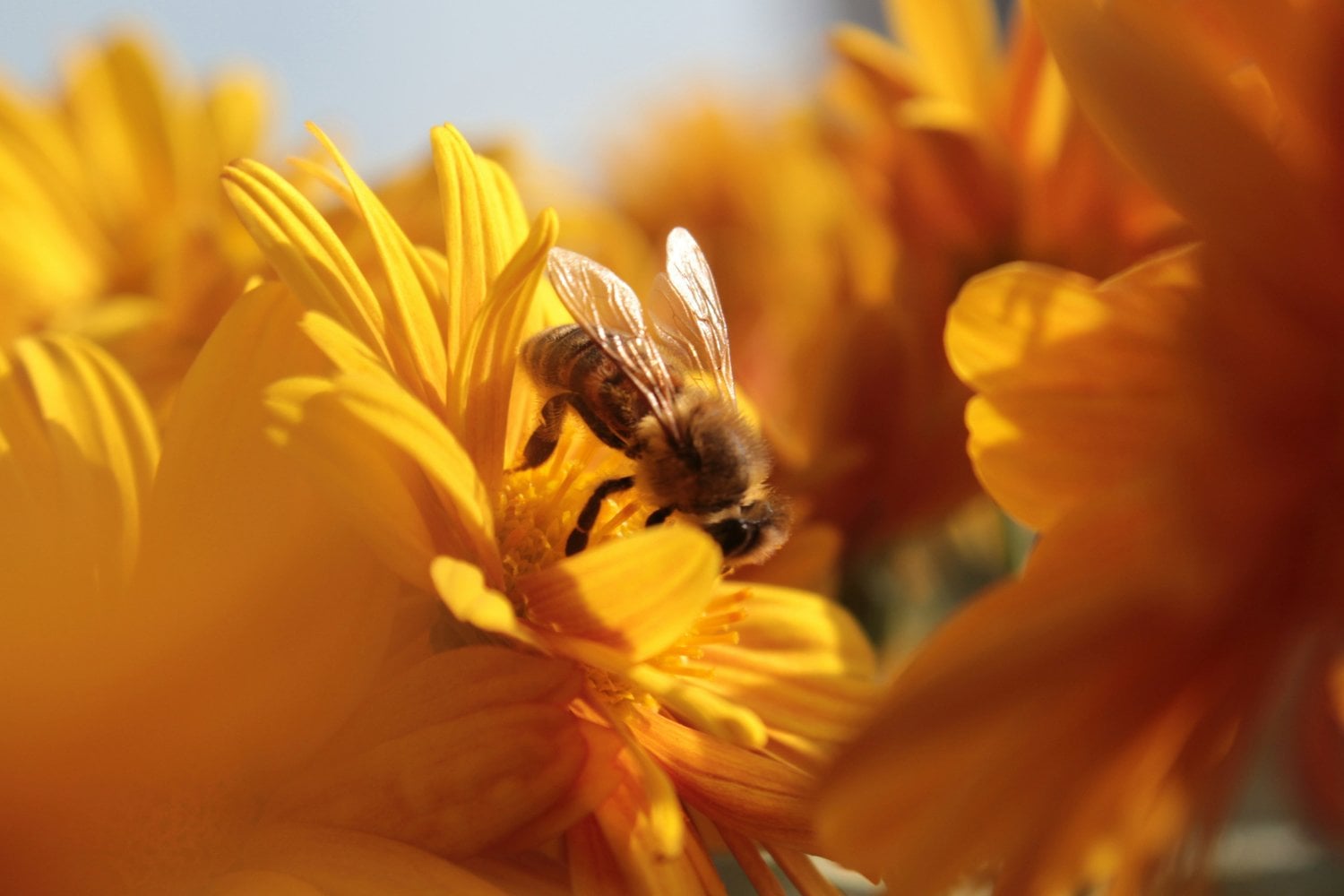 La contaminación del aire está confundiendo a las abejas: científicos descubren que altera el olor de las flores y dificulta la polinización