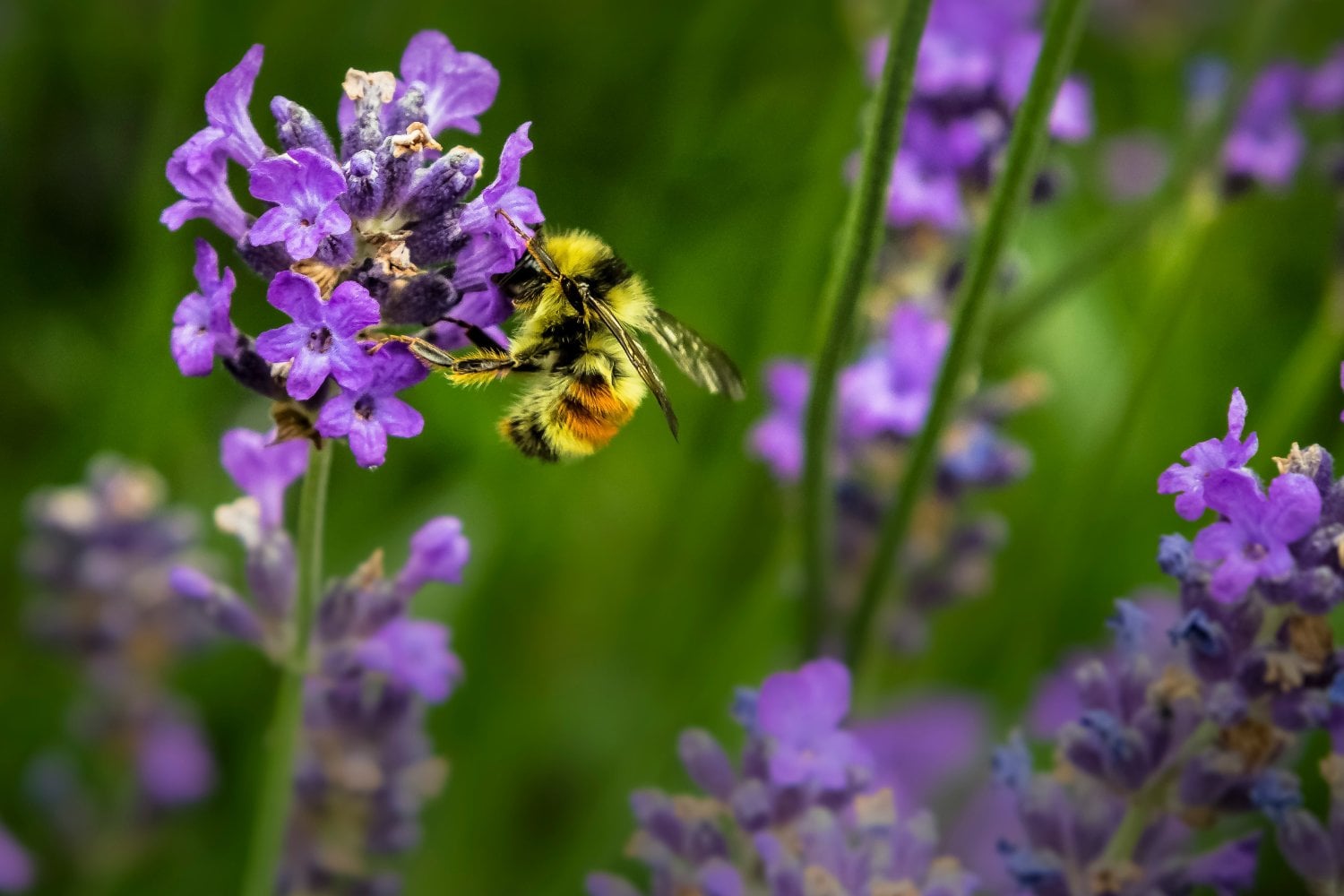 La contaminación del aire está confundiendo a las abejas: científicos descubren que altera el olor de las flores y dificulta la polinización