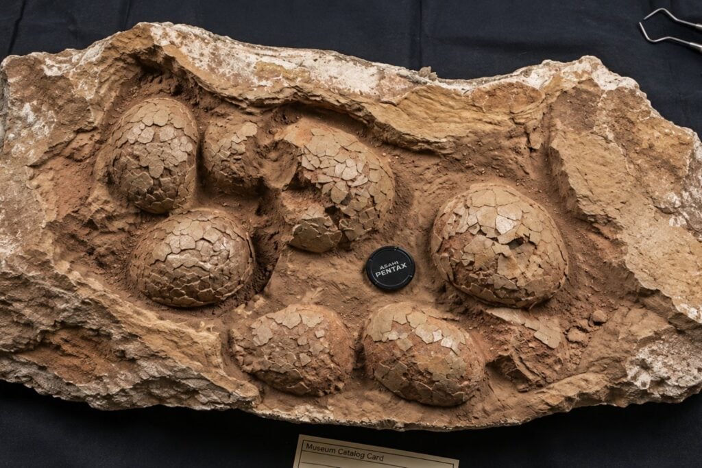 Encontraron huevos de dinosaurio en un lugar demasiado frío para incubarlos: los titanosaurios pudieron construir sus propias “incubadoras”