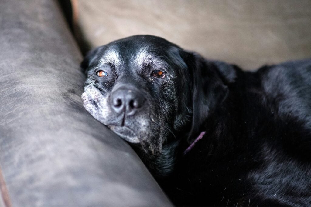 Los perros podrían tener la clave para combatir el Alzheimer: científicos descubren sorprendentes similitudes en sus cerebros