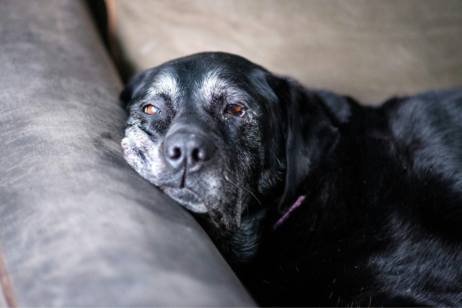 Los perros podrían tener la clave para combatir el Alzheimer: científicos descubren sorprendentes similitudes en sus cerebros