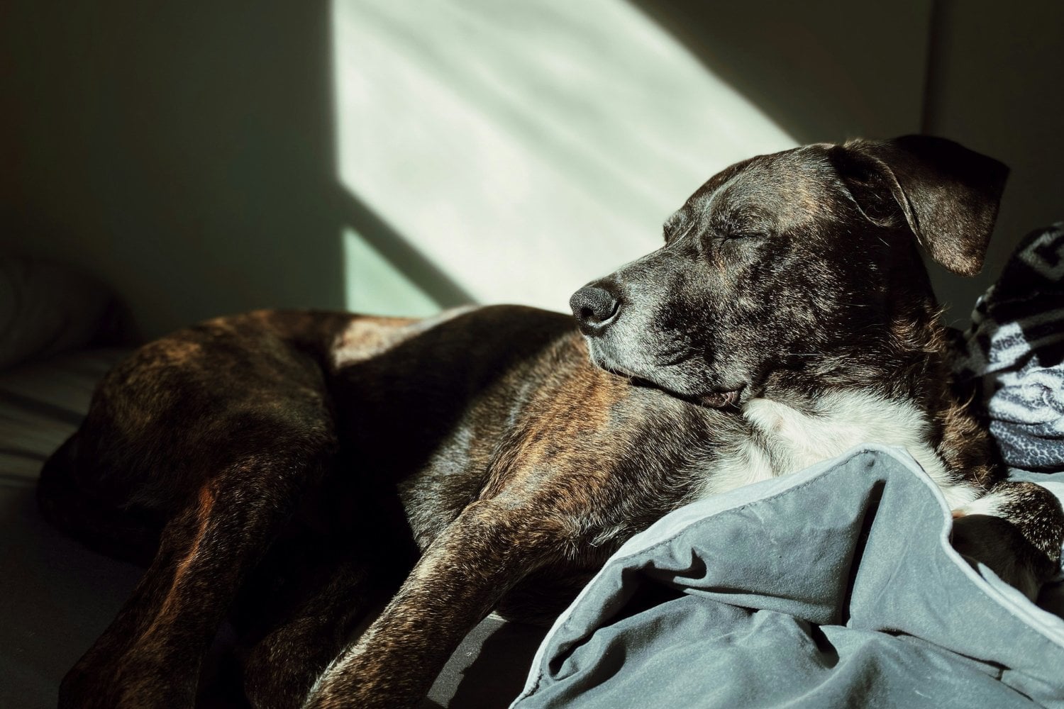 Los perros podrían tener la clave para combatir el Alzheimer: científicos descubren sorprendentes similitudes en sus cerebros