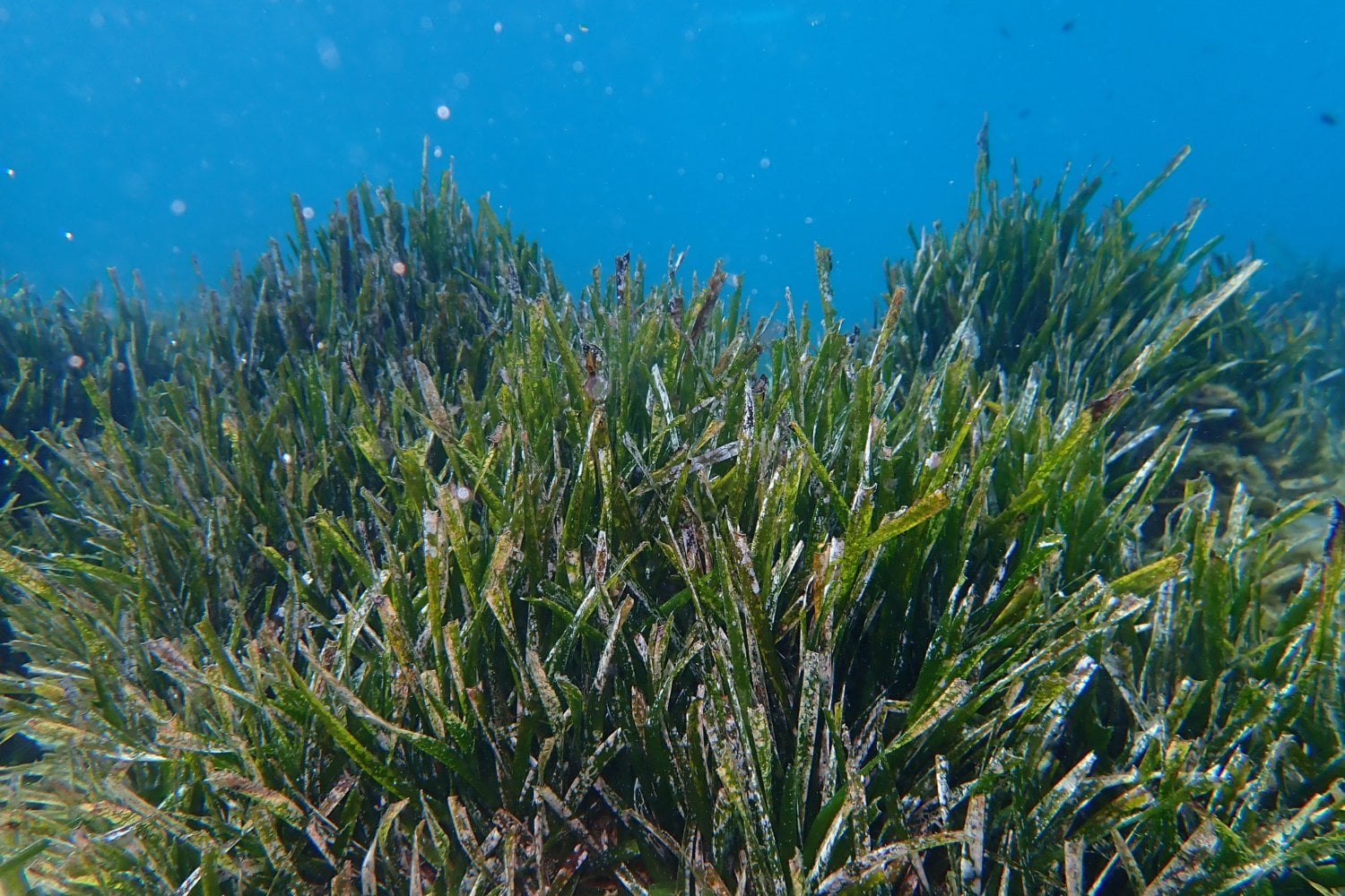 Posidonia Australis