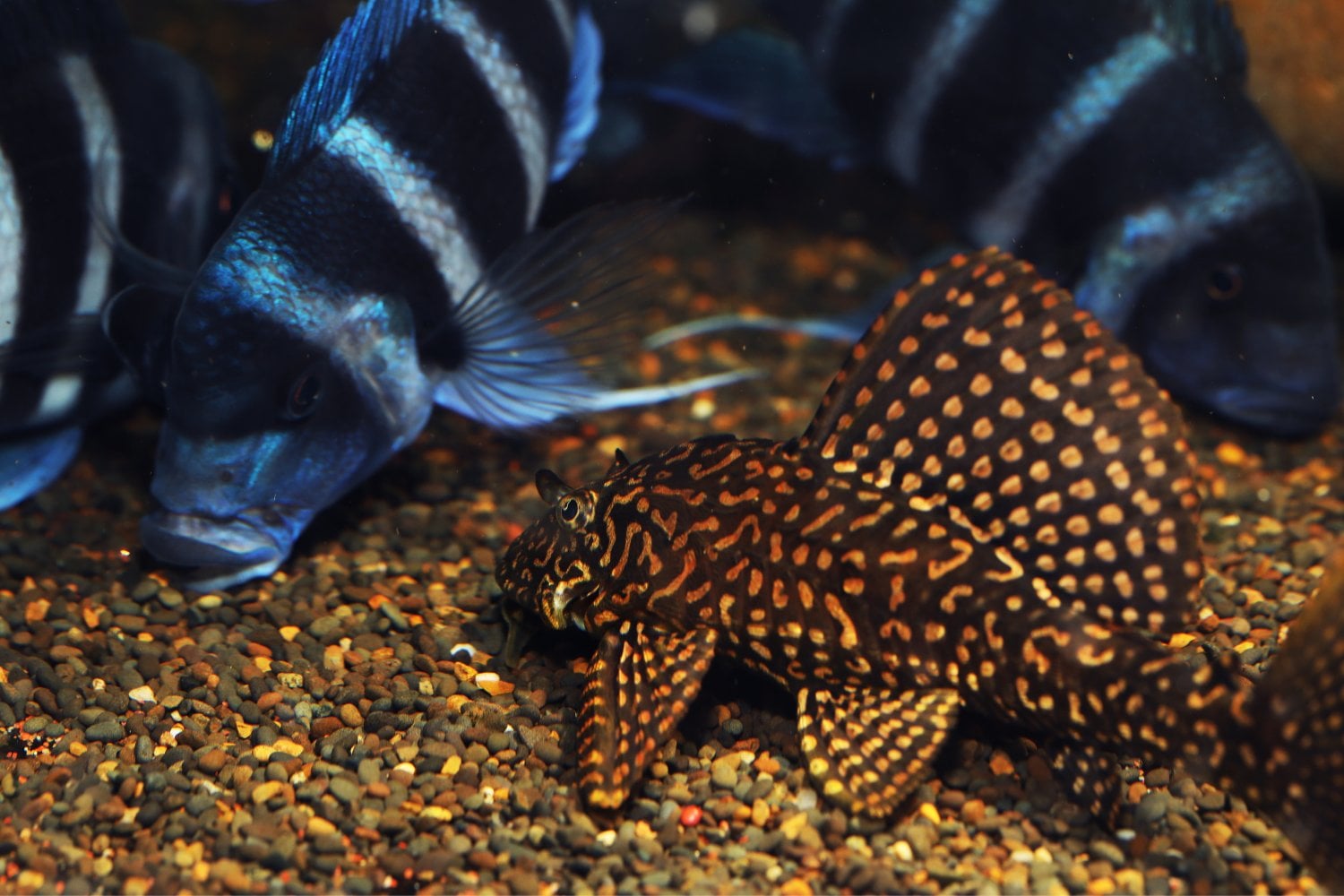 Pterygoplichthys