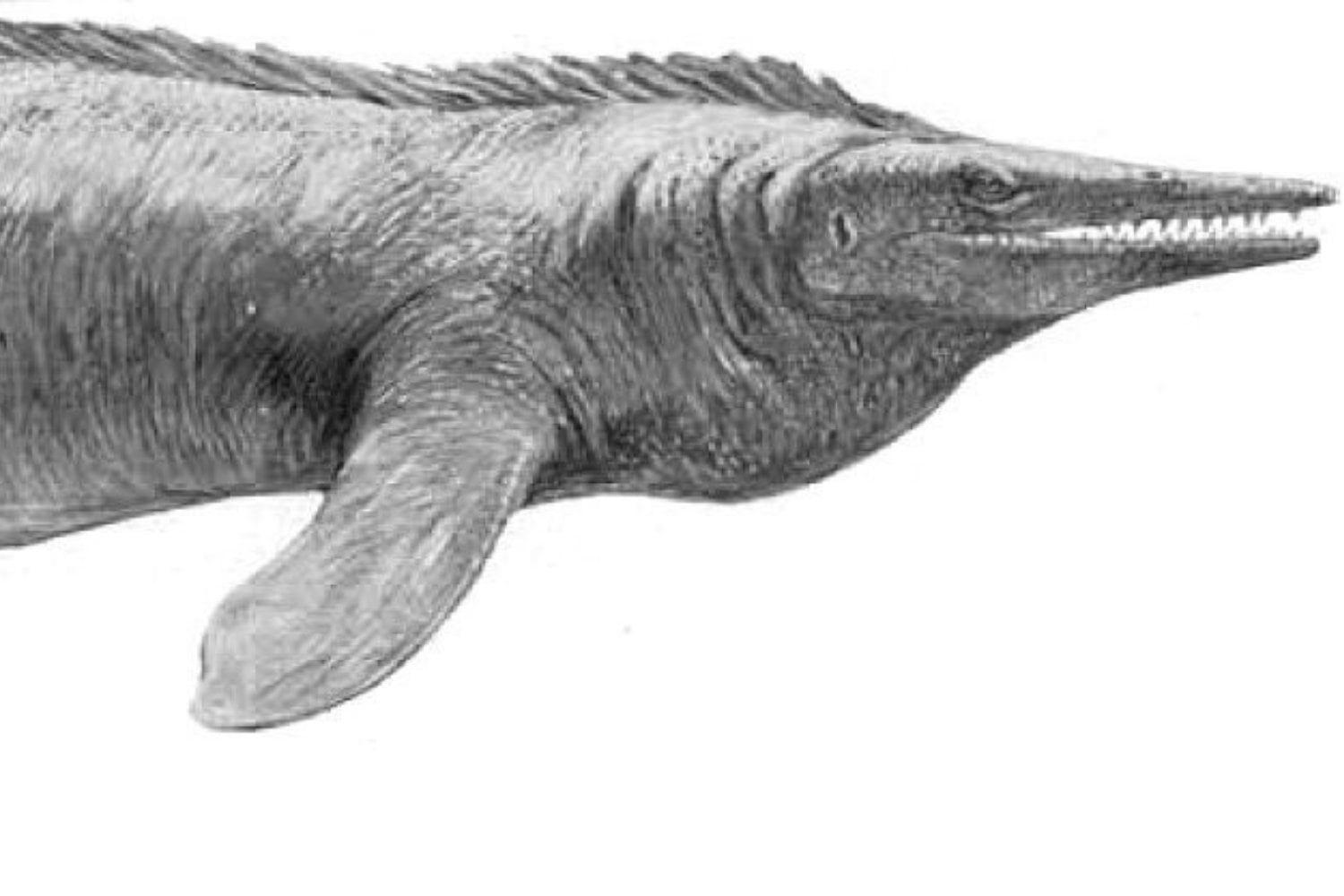 Tylosaurus