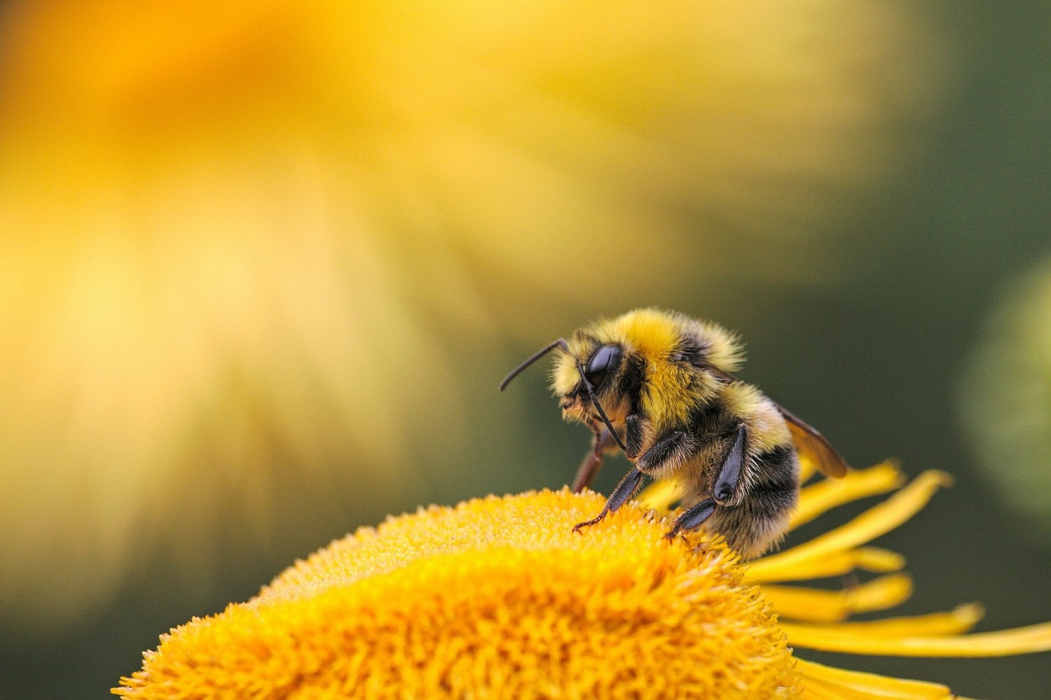 Abeja
