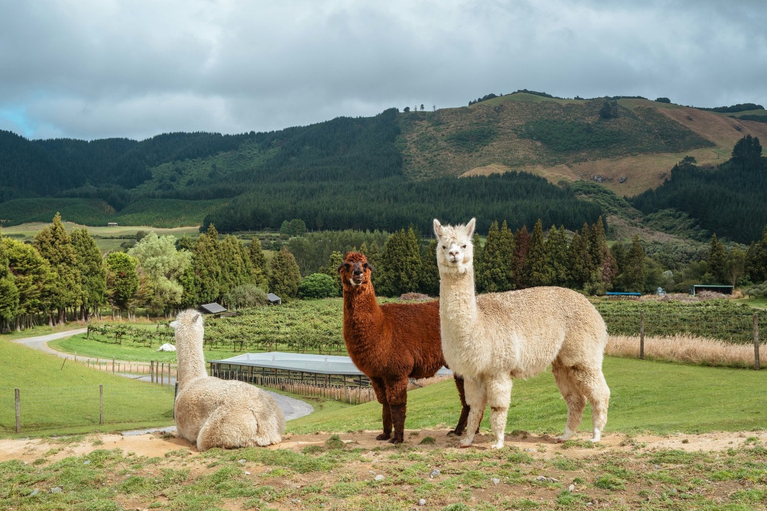 Alpacas
