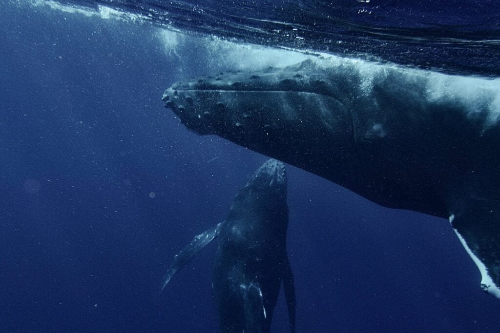 Animales Gigantes