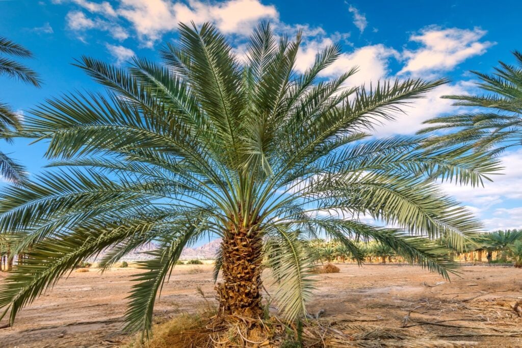Arboles En Desierto