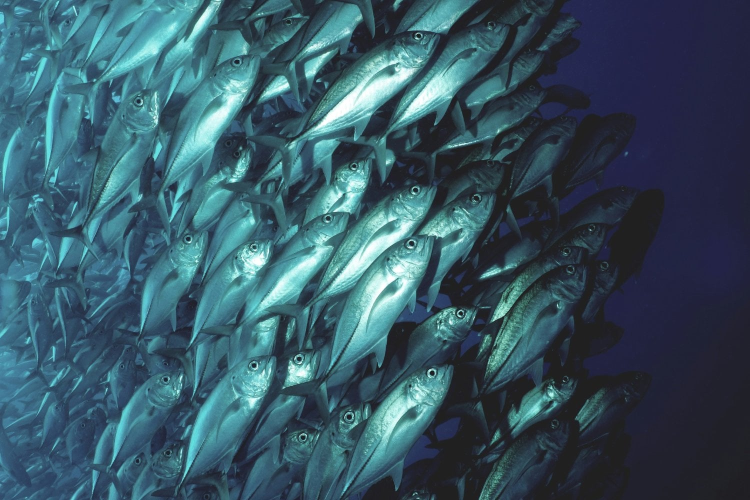 Atun