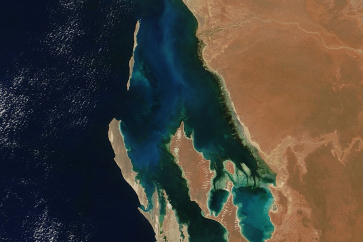 Bahia Shark
