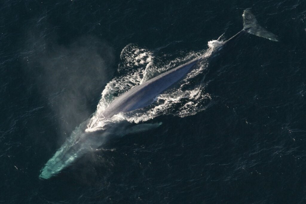 Ballena Azul