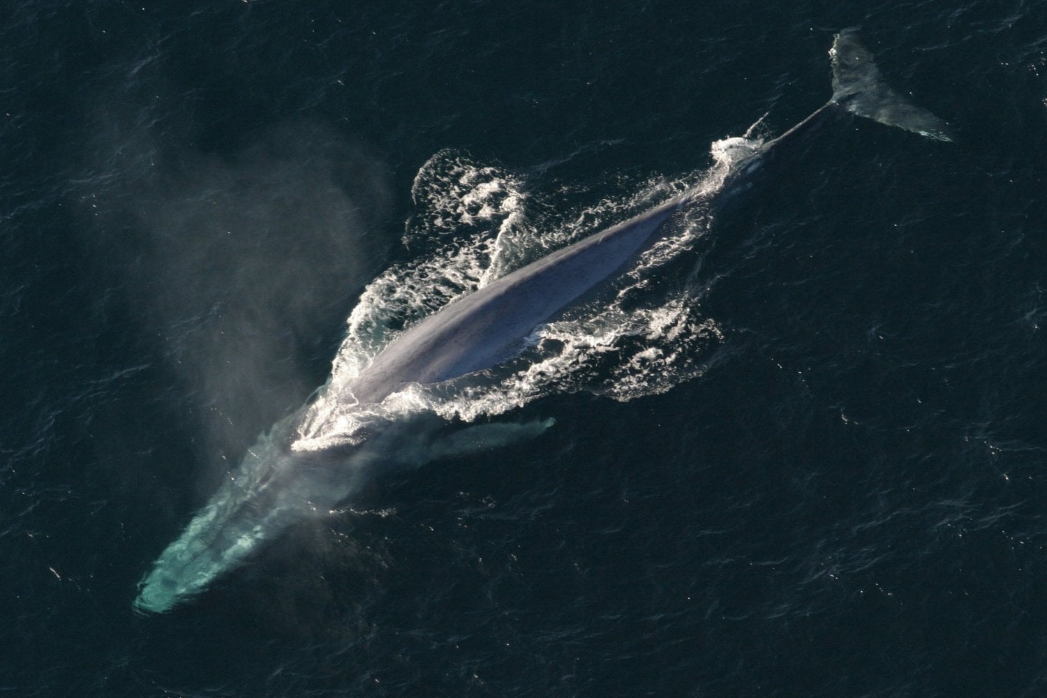 Ballena Azul