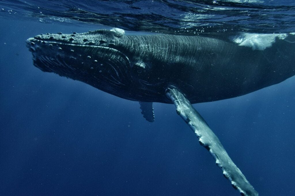Ballena Franca