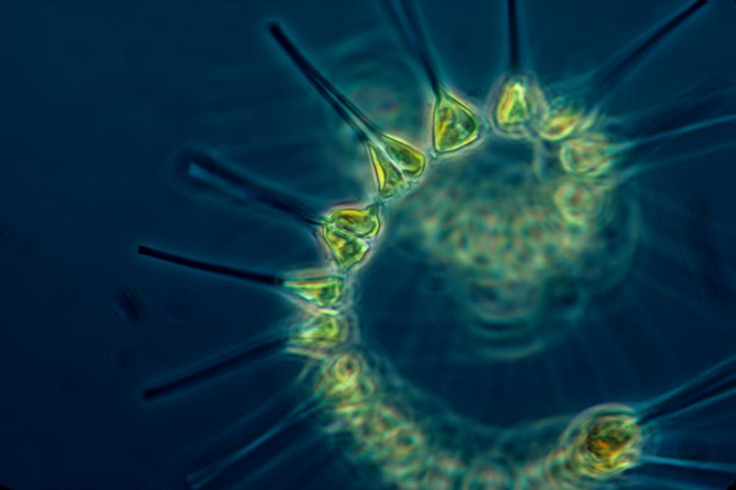 Cianobacterias