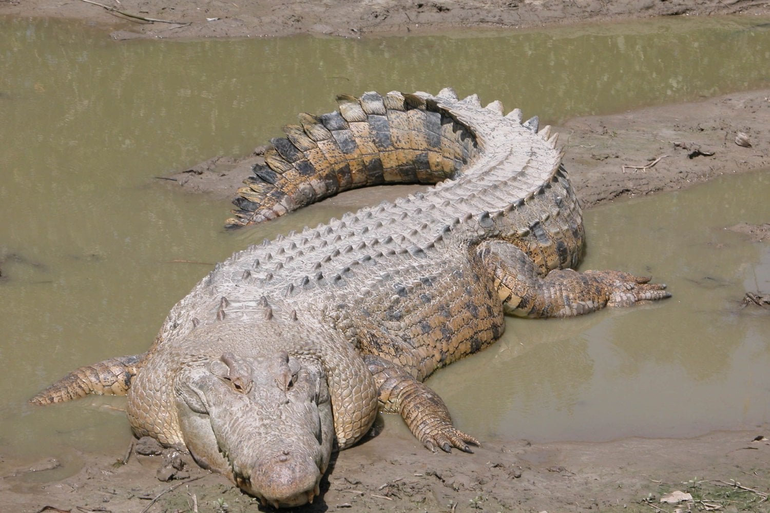 Cocodrilo De Agua Salada