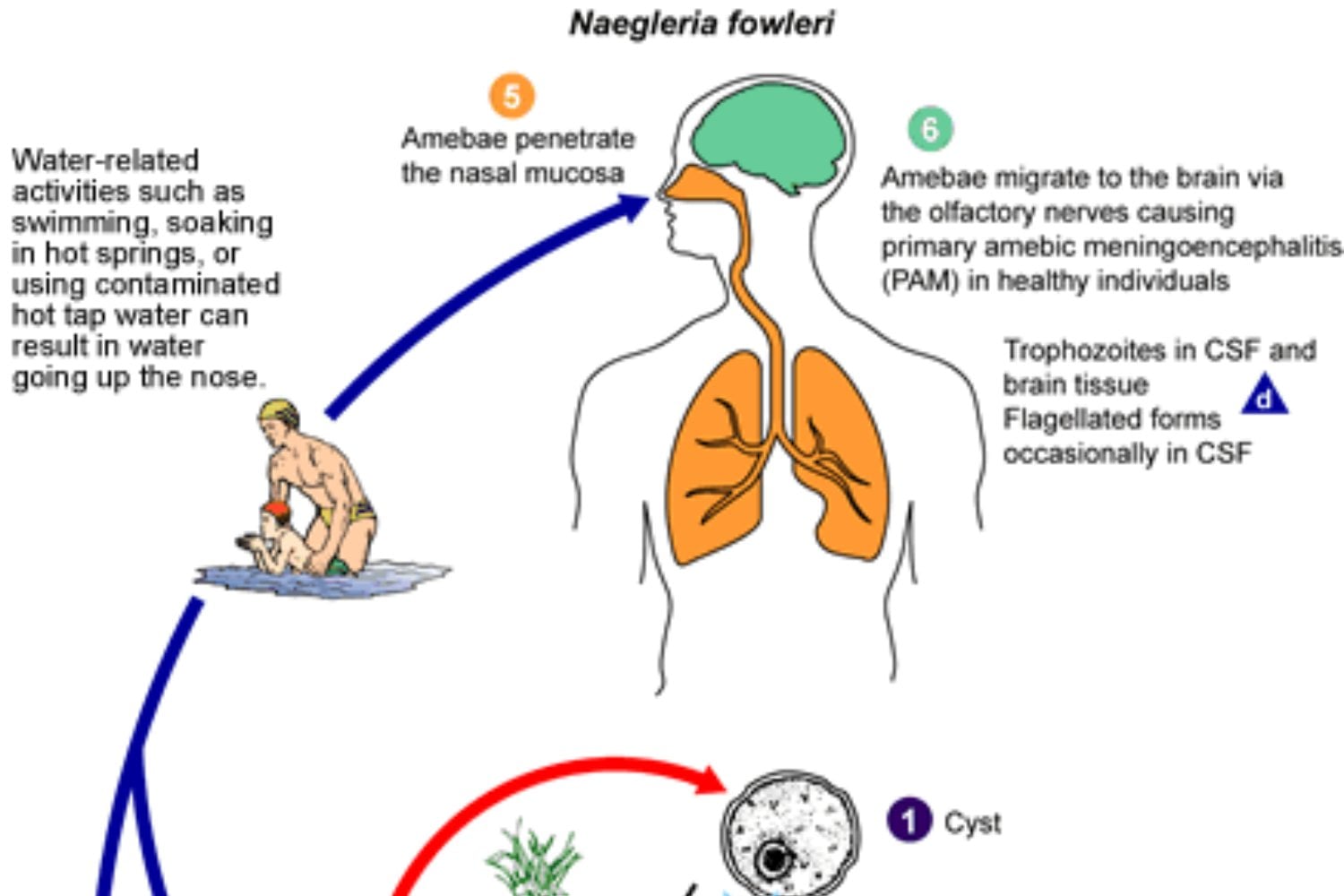 Como Infecta Naegleria Fowleri