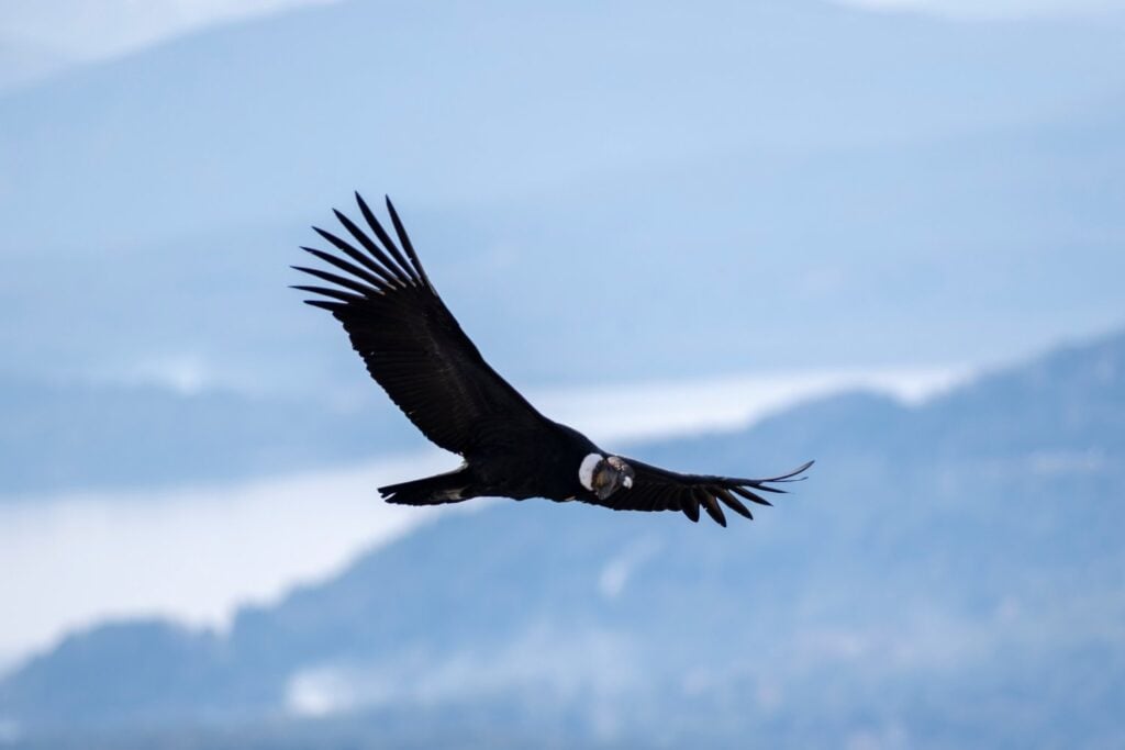 Condor Andino