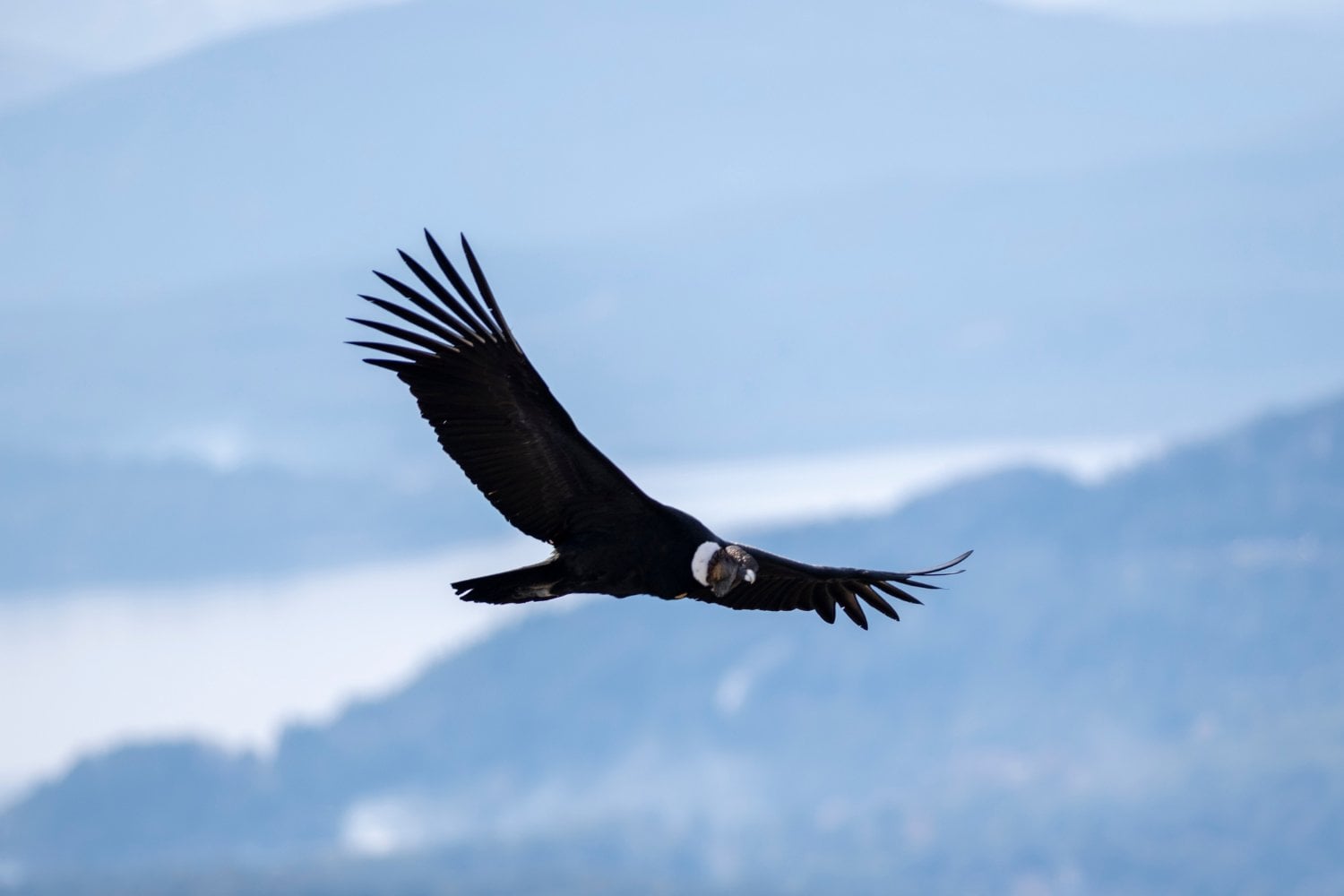 Condor Andino
