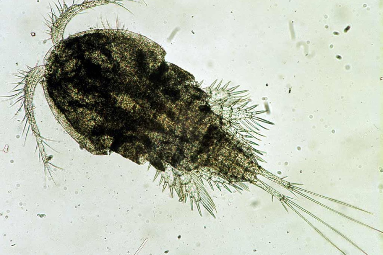 Copepodos