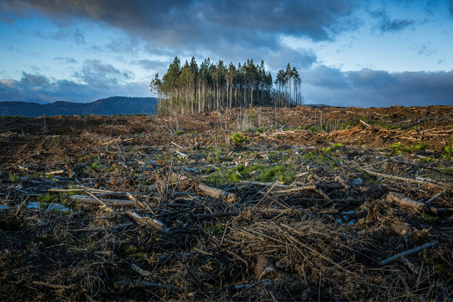 Deforestacion Calentamiento Global