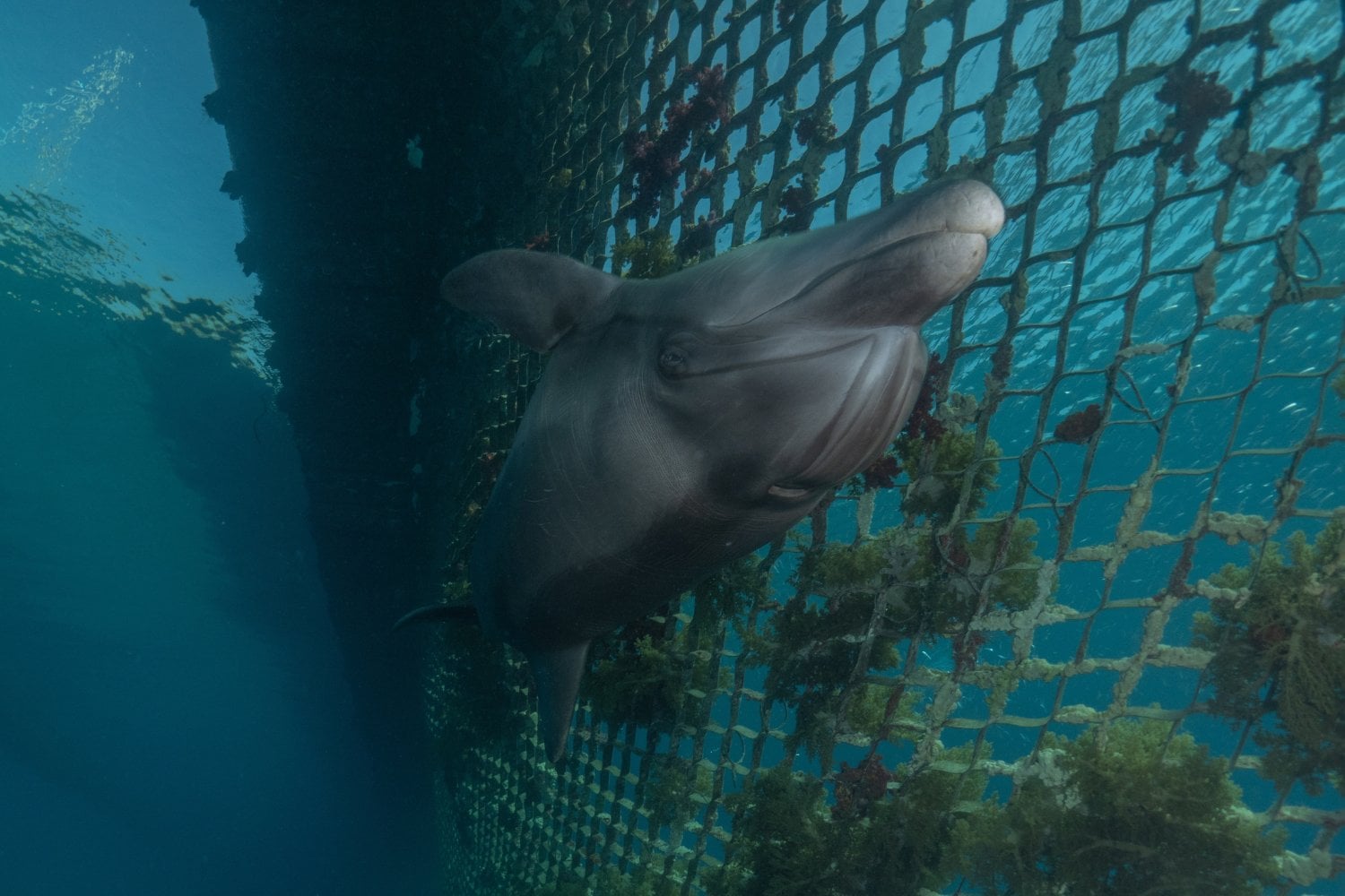 Delfin Y Red De Pesca