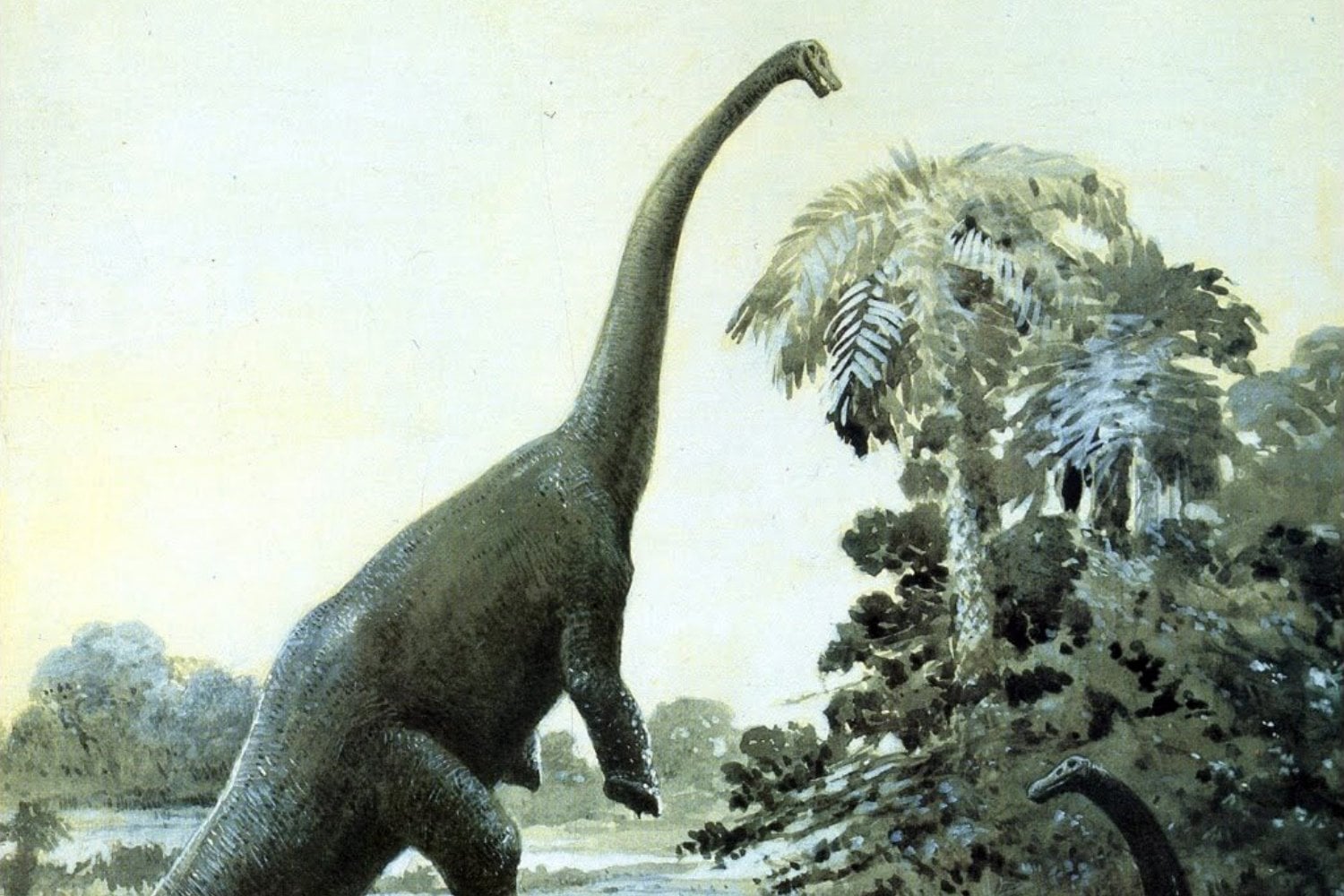 Diplodocus